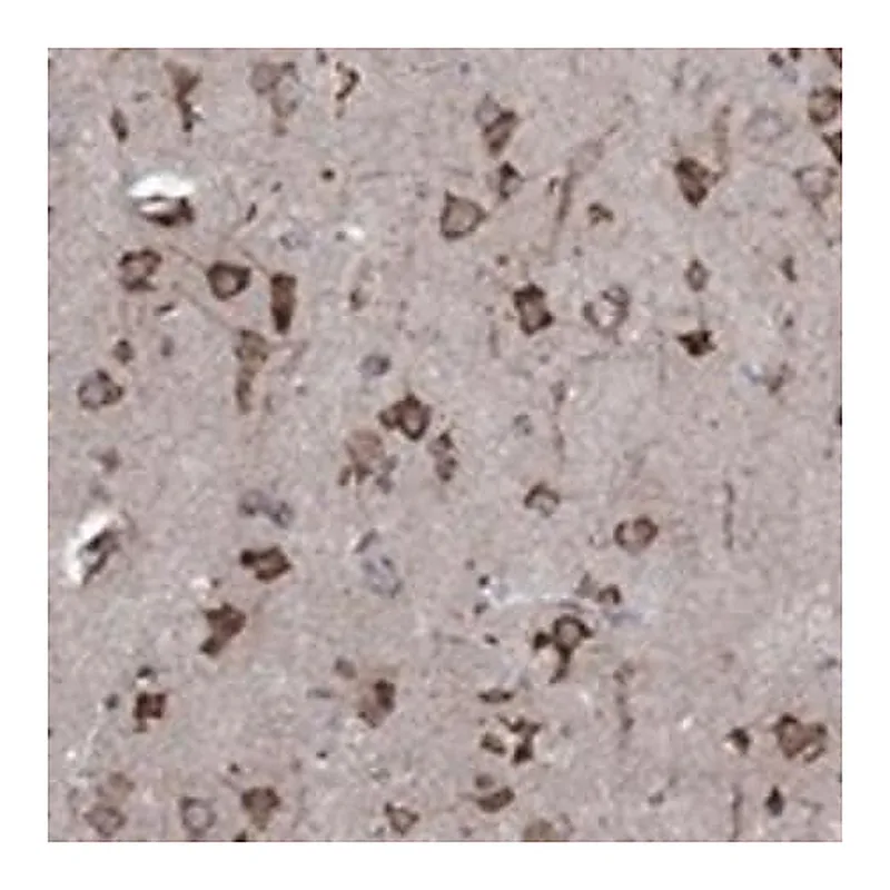 Merck Anti-CAB39L antibody produced in rabbit