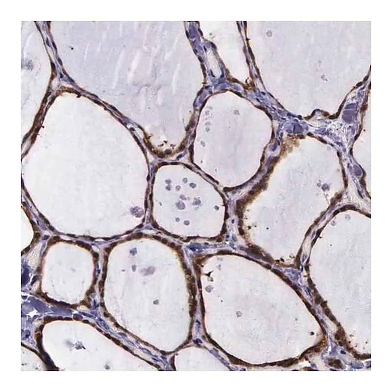 Merck Anti-GMPR2 antibody produced in rabbit