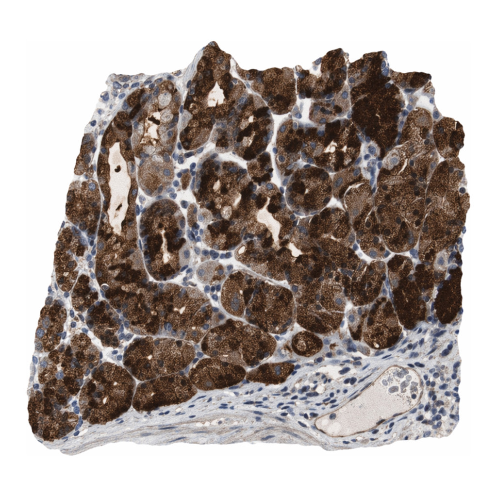 Merck Anti-CNPY4 antibody produced in rabbit