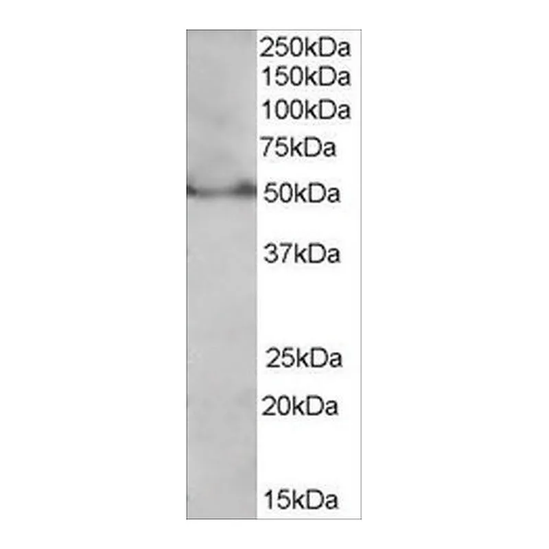Merck Anti-PPAR delta (Isoform 1) antibody produced in goat