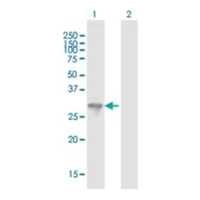 Merck ANTI-FYCO1