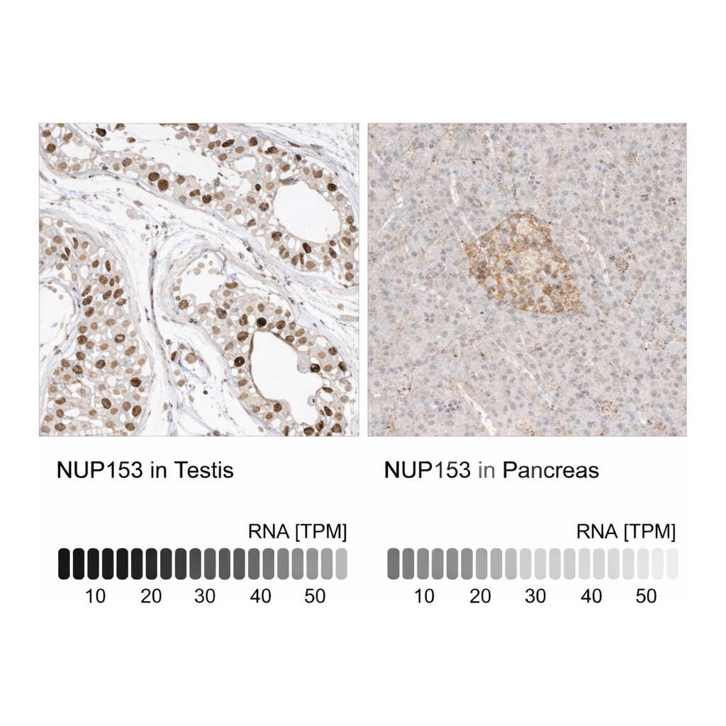 Merck Anti-NUP153 antibody produced in rabbit