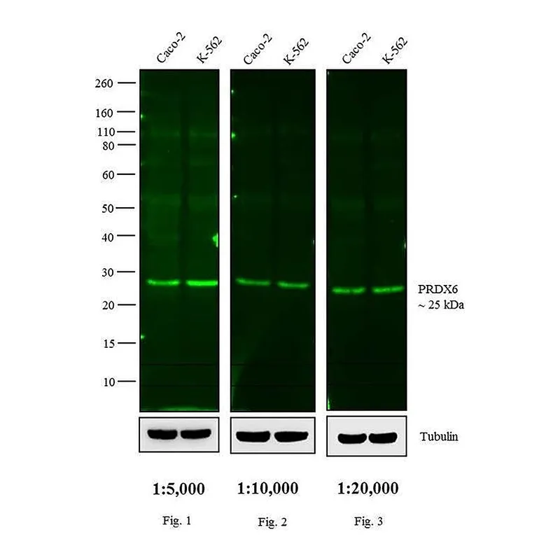 Thermo Fisher Scientific Donkey anti-Rabbit IgG (H+L) Cross-Adsorbed Secondary Antibody, DyLight 800