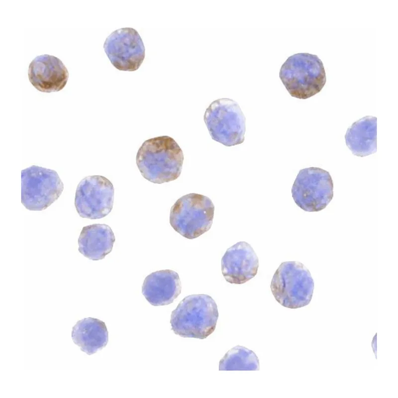 Merck Anti-DDX3 antibody produced in rabbit