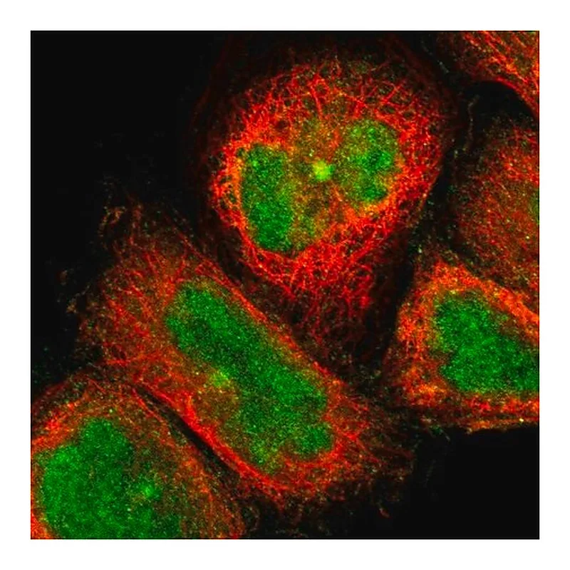 Merck Anti-BBOF1 antibody produced in rabbit