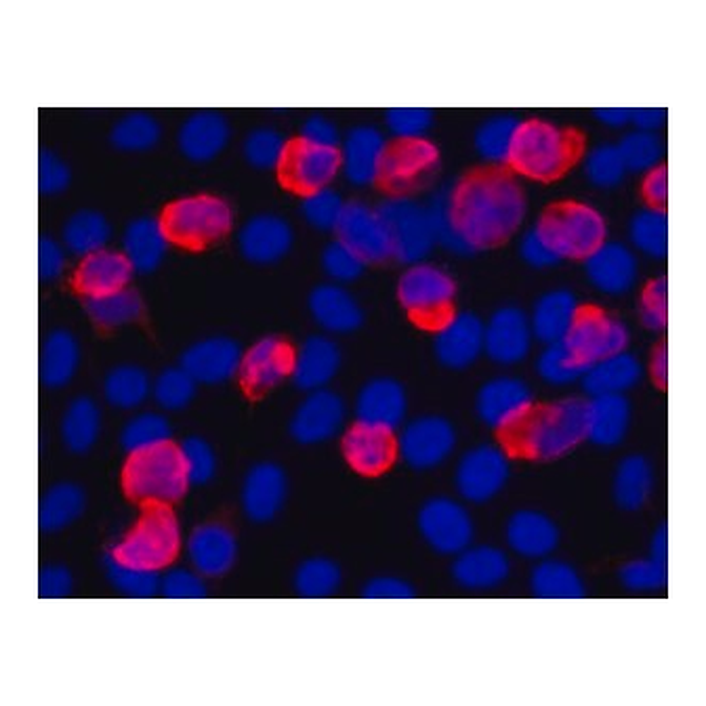 Merck Anti-V5 antibody, Mouse monoclonal