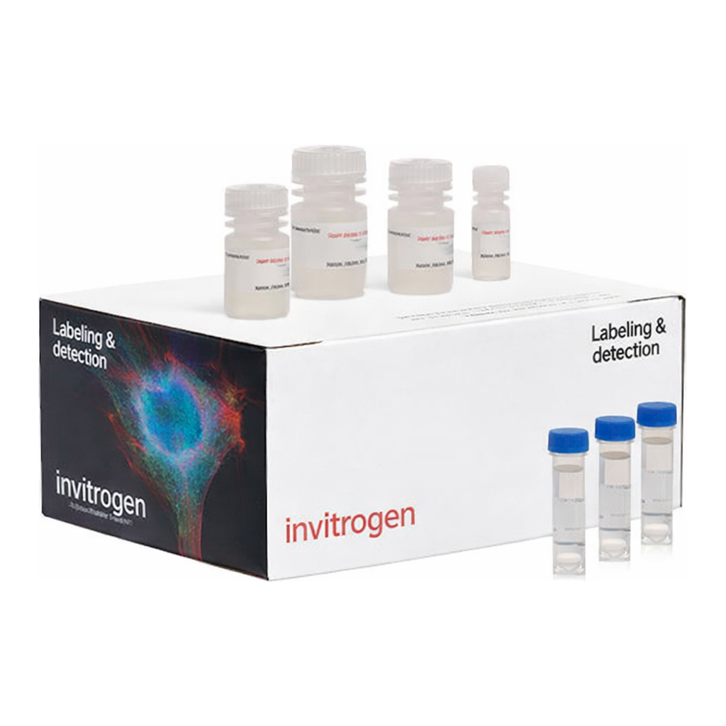 Thermo Fisher Scientific Click-iT EdU Cell Proliferation Kit for Imaging, Alexa Fluor 594 dye