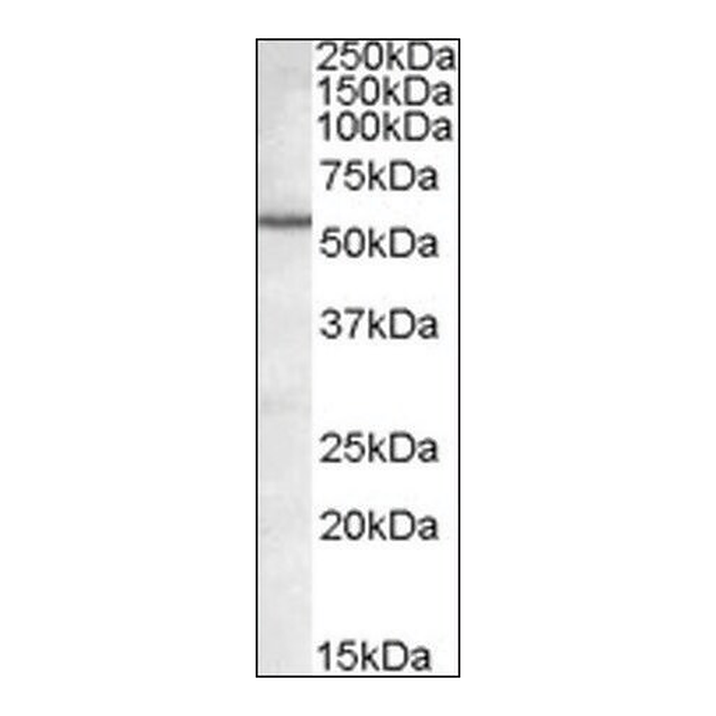 Merck Anti-BAG5 antibody produced in goat