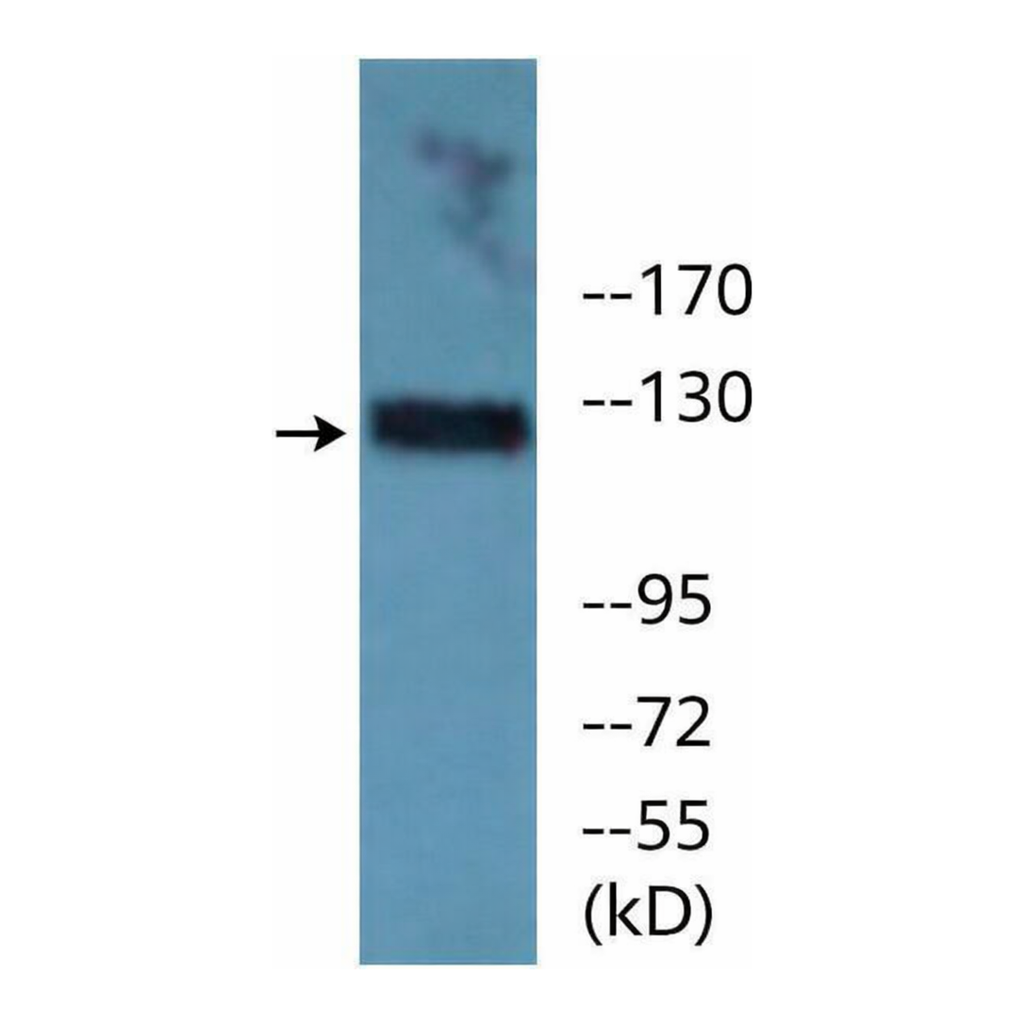 Merck Anti-phospho-JAK3 (pTyr785) antibody produced in rabbit