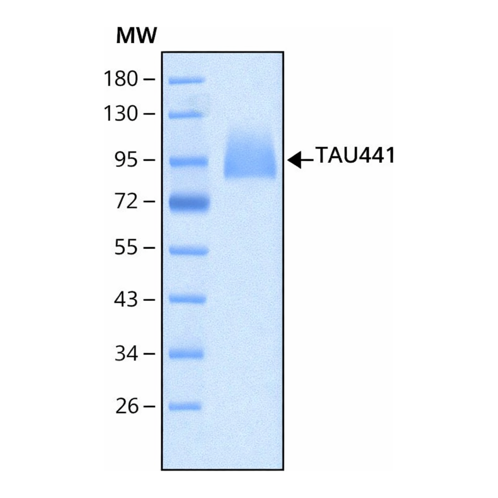 Merck TAU-441 HUMAN RECOMBINANT, EXPRESSED IN