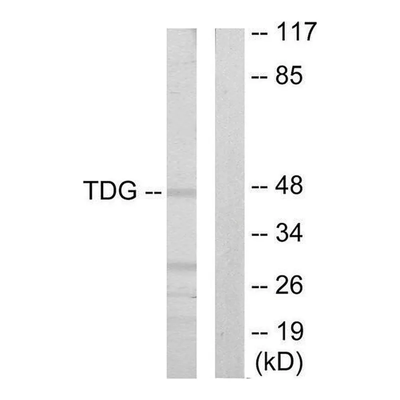 Merck Anti-TDG antibody produced in rabbit