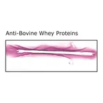 Merck Anti- Bovine Whey Proteins, antibody produced in rabbit