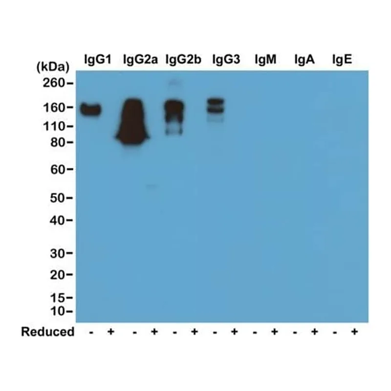 Thermo Fisher Scientific Rabbit anti-Mouse IgG Fc Recombinant Secondary Antibody
