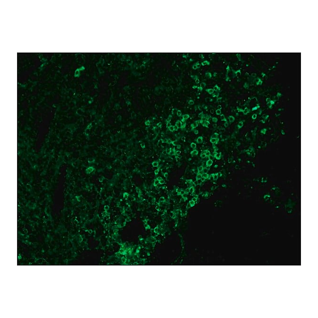 Merck Anti-Chicken IgY (IgG) (whole molecule)-FITC antibody produced in rabbit