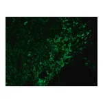 Merck Anti-Chicken IgY (IgG) (whole molecule)-FITC antibody produced in rabbit