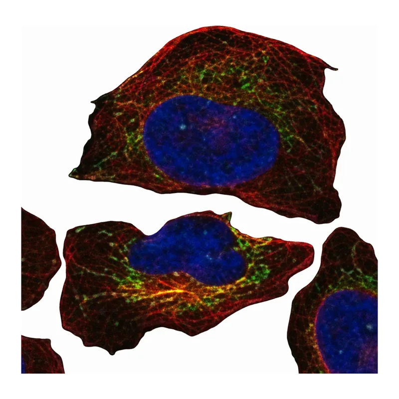 Merck Anti-NGRN antibody produced in rabbit