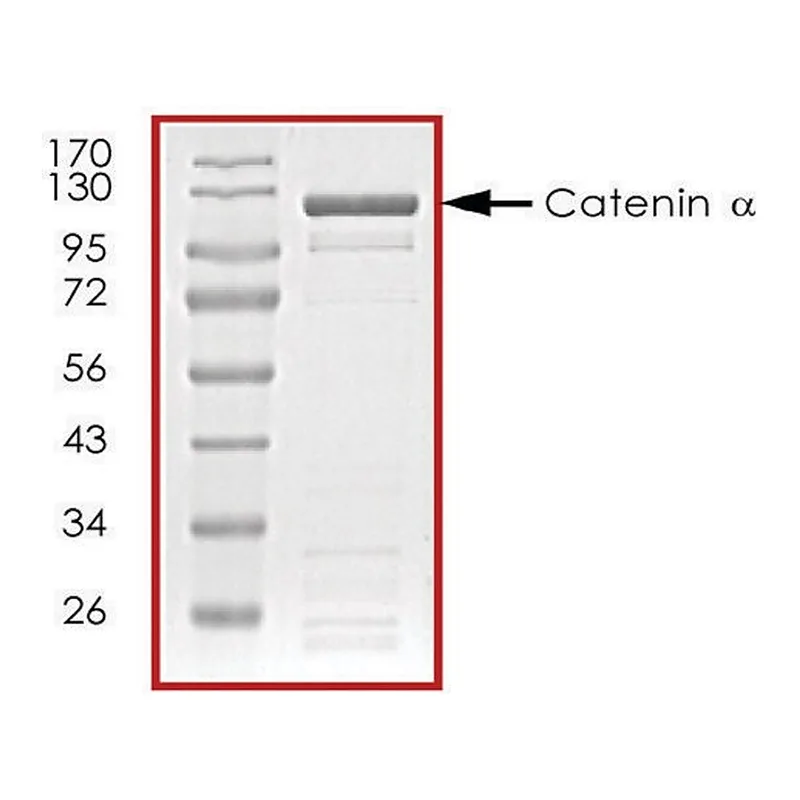 Merck Catenin alpha, GST tagged human