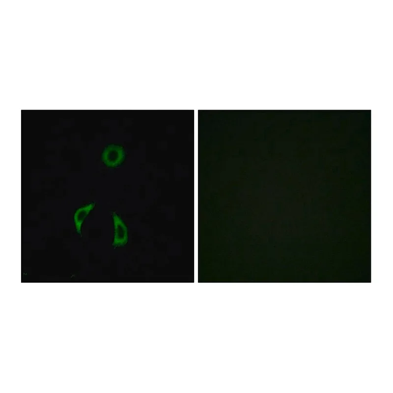 Merck Anti-FZD3 antibody produced in rabbit