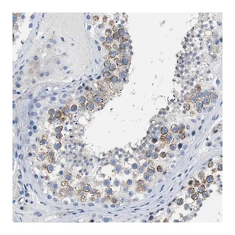 Merck Anti-SPATC1L antibody produced in rabbit