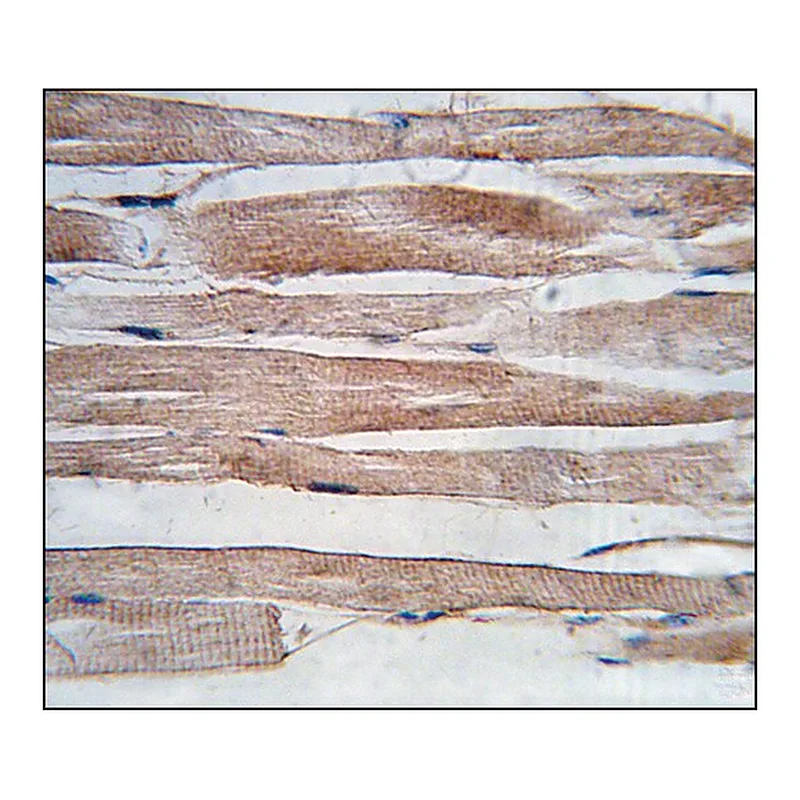 Merck Anti-ARMC6 (center) antibody produced in rabbit