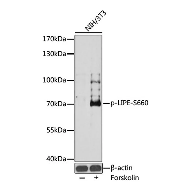 Merck ANTI-PHOSPHO-LIPE-S660 ANTIBODY PRODUCE&