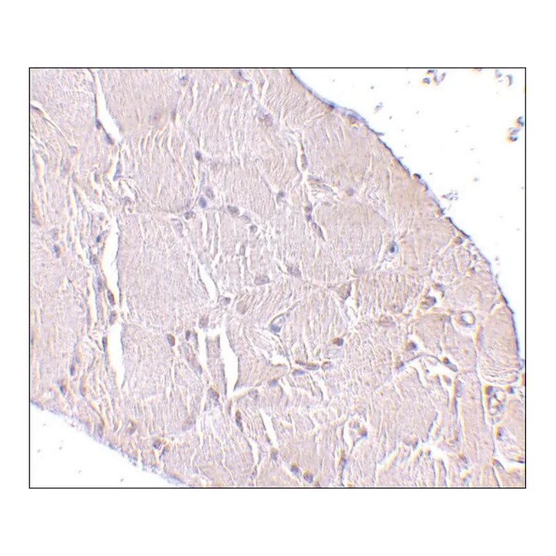 Merck Anti-Wnt10a antibody produced in rabbit