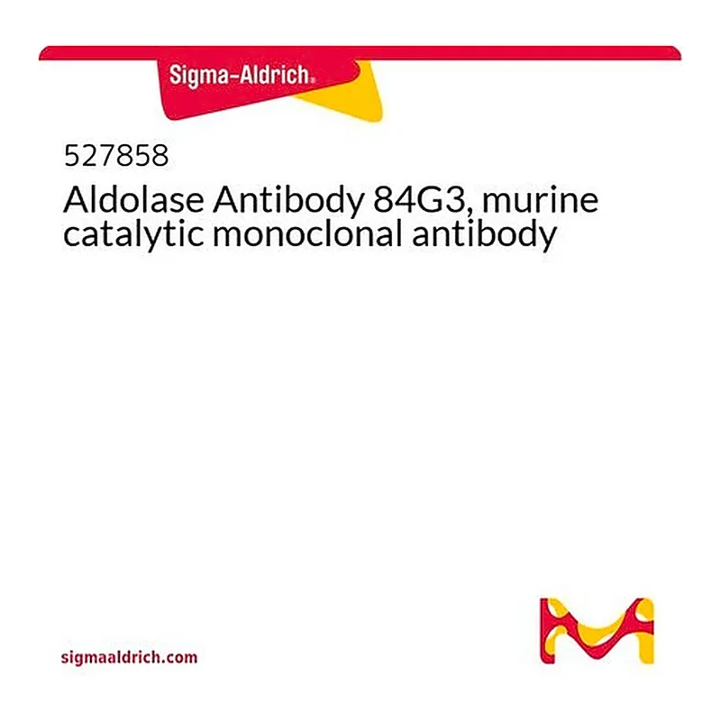 Merck Aldolase Antibody 84G3, murine catalytic monoclonal antibody