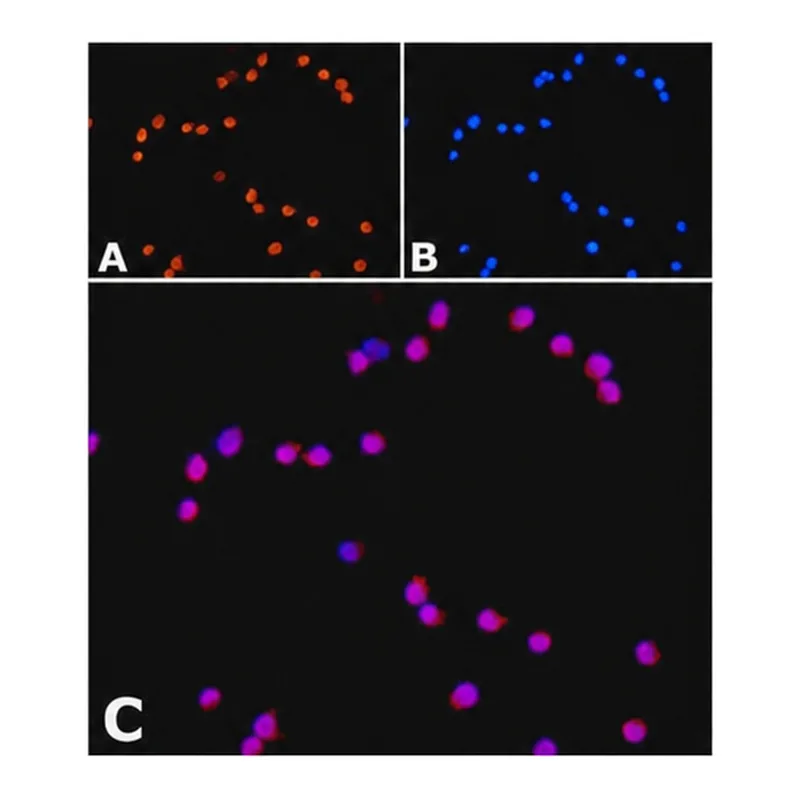 Merck Anti-ORAI1 antibody produced in rabbit