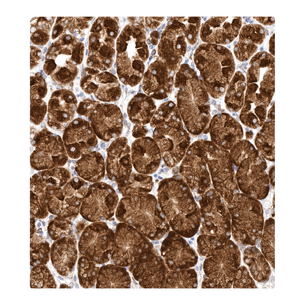 Merck ANTI-ERP44 antibody produced in rabbit