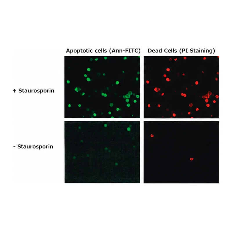 Merck Annexin V FITC Conjugate from human placenta