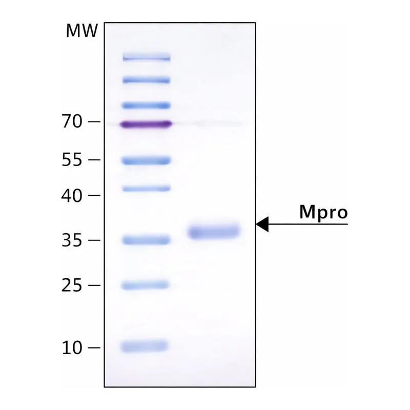 Merck Mpro, 3CL Protease from coronavirus SARS