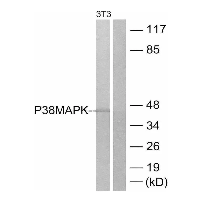 Merck Anti-p38 MAPK antibody produced in rabbit