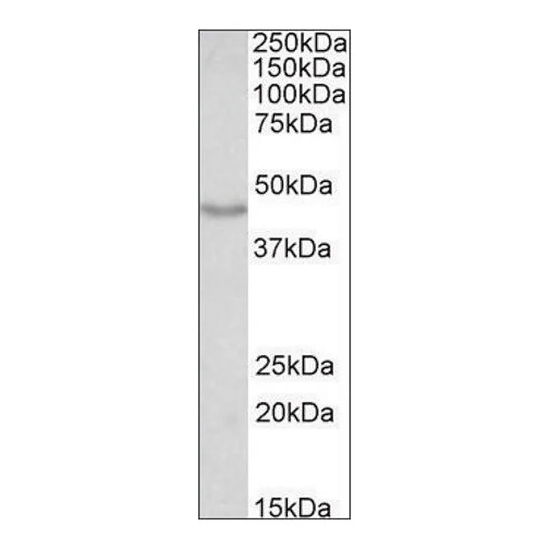 Merck Anti-DCX antibody produced in goat