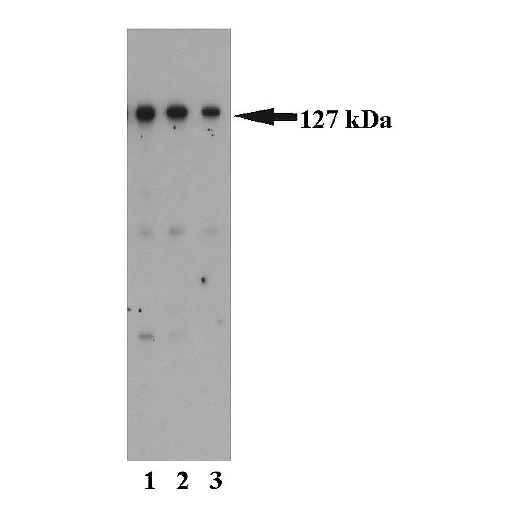 BD Purified Mouse Anti-Human MSH3