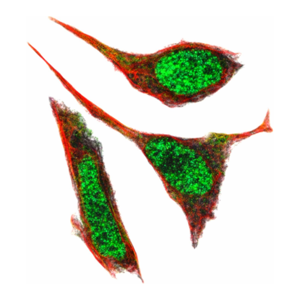 Merck Anti-GUK1 antibody produced in rabbit