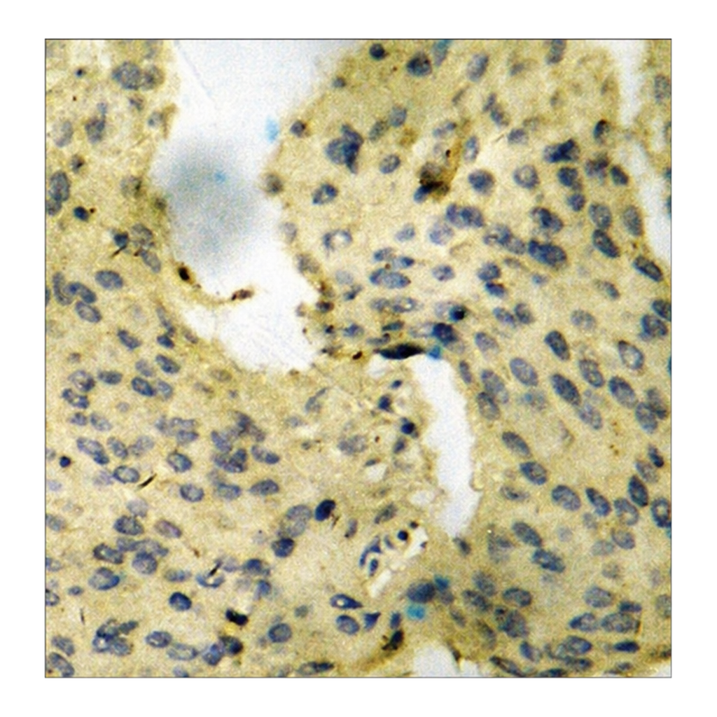 Merck Anti-phospho-VEGFR2 (pTyr1175) antibody produced in rabbit