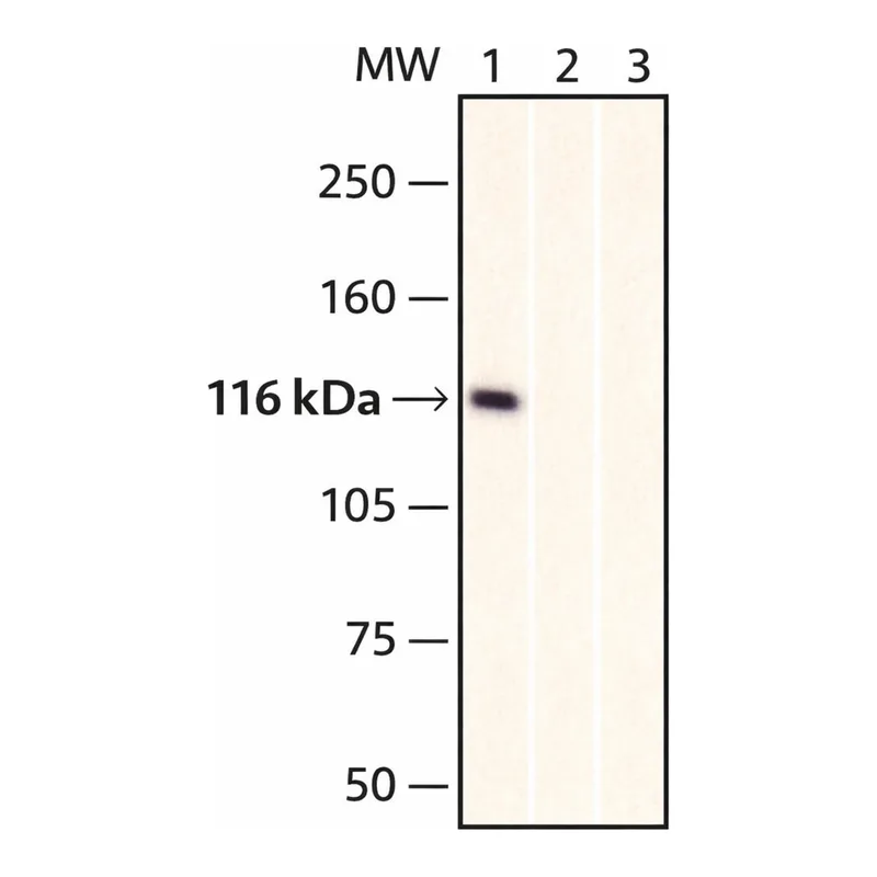 Merck Anti-c-Myc-Biotin antibody, Mouse monoclonal