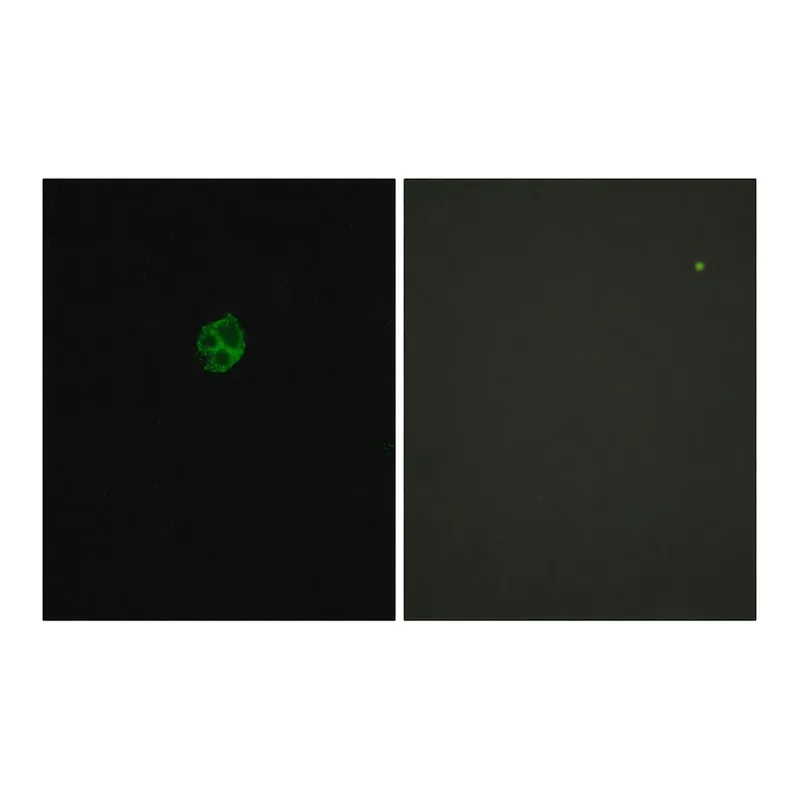 Merck Anti-GPR151 antibody produced in rabbit
