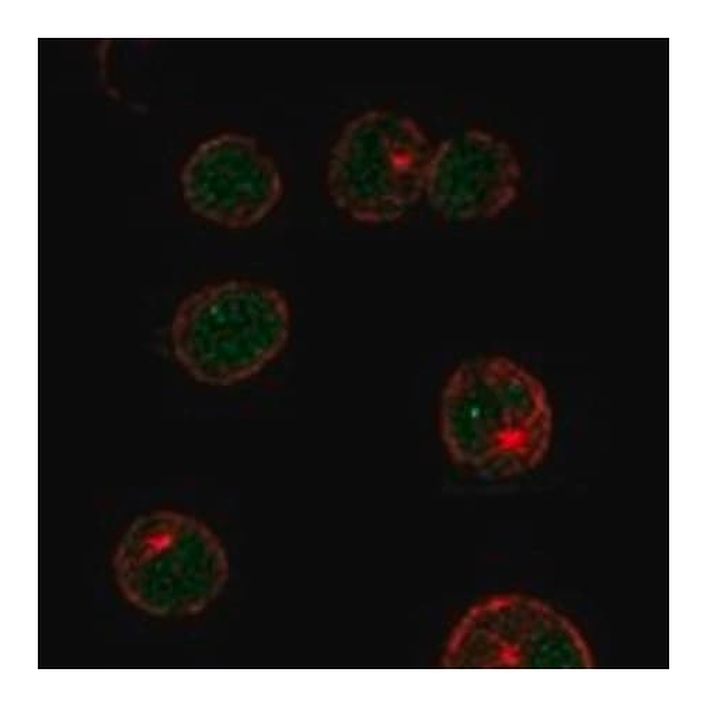 Merck Anti-LMO2 antibody produced in rabbit