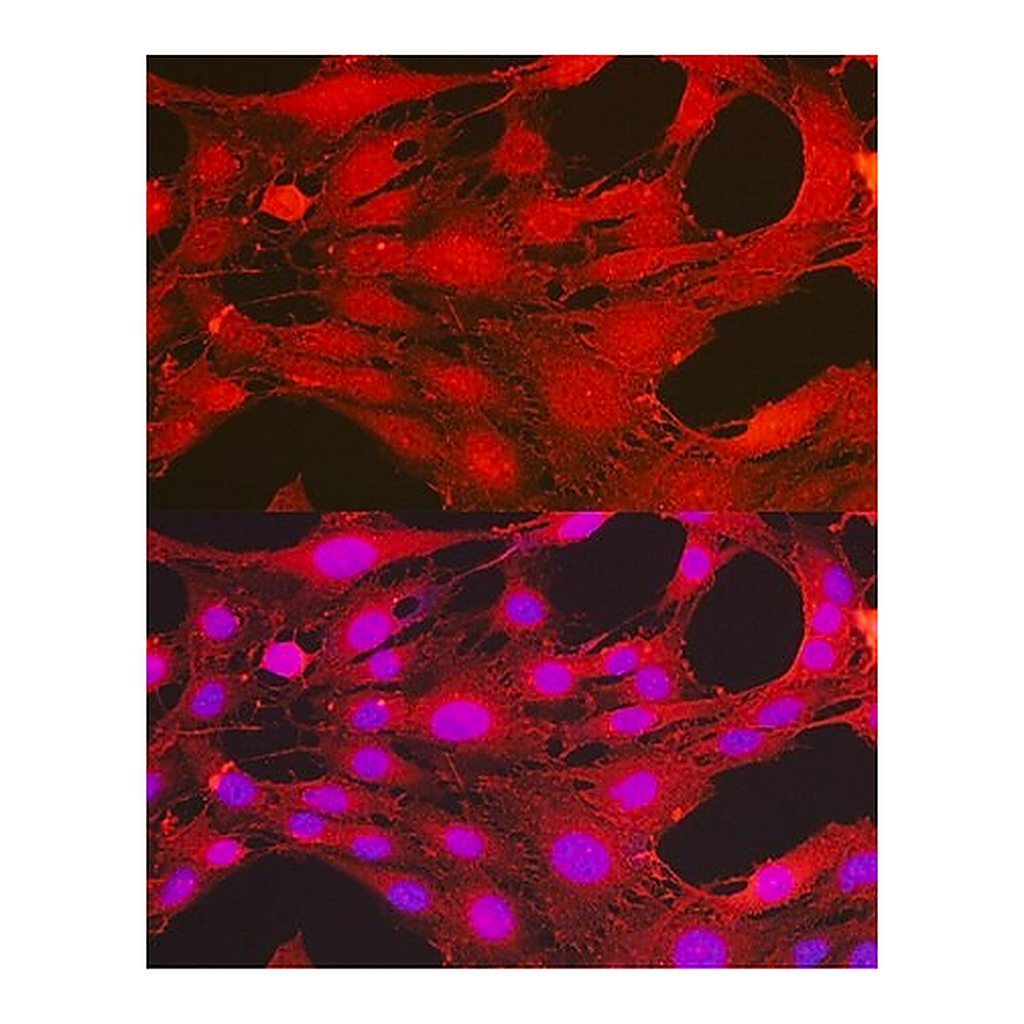 Merck Anti-Phospho-PDPK1-S241 antibody produced in rabbit