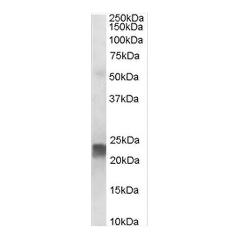 Merck Anti-TAGLN antibody produced in goat