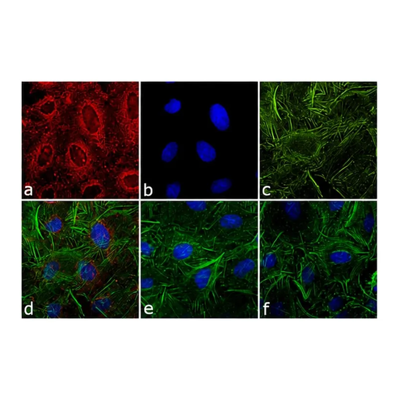 Thermo Fisher Scientific F(ab`)2-Goat anti-Rat IgG (H+L) Secondary Antibody, Qdot 565