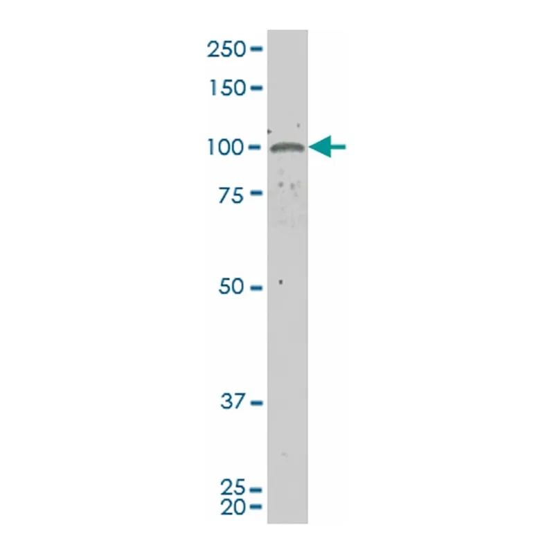 Merck ANTI-GUCY2C antibody produced in mouse