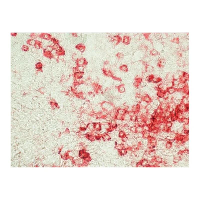 Merck Anti-Chicken IgY (IgG) (whole molecule)-Alkaline Phosphatase antibody produced in rabbit