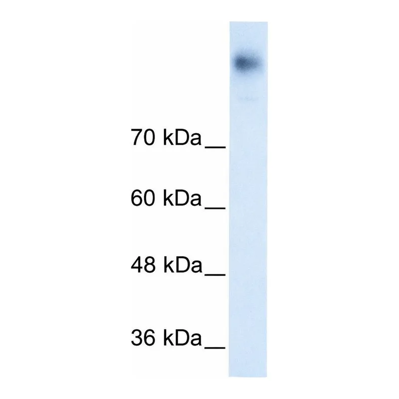 Merck Anti-SLC12A2 antibody produced in rabbit