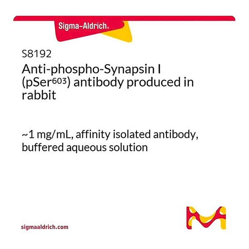 Merck Anti-phospho-Synapsin I (pSer603) antibody produced in rabbit
