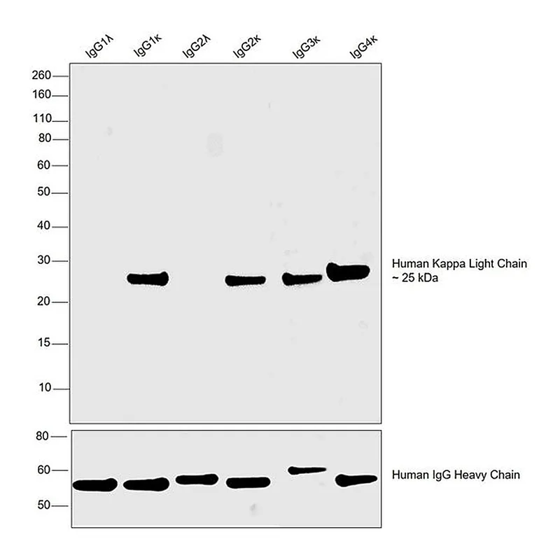 Thermo Fisher Scientific Goat anti-Human Kappa Light Chain Cross-Adsorbed Secondary Antibody, HRP