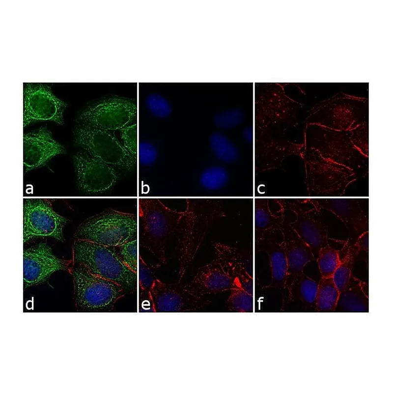 Thermo Fisher Scientific F(ab`)2-Rabbit anti-Mouse IgG (H+L) Cross-Adsorbed Secondary Antibody, Alexa Fluor 488