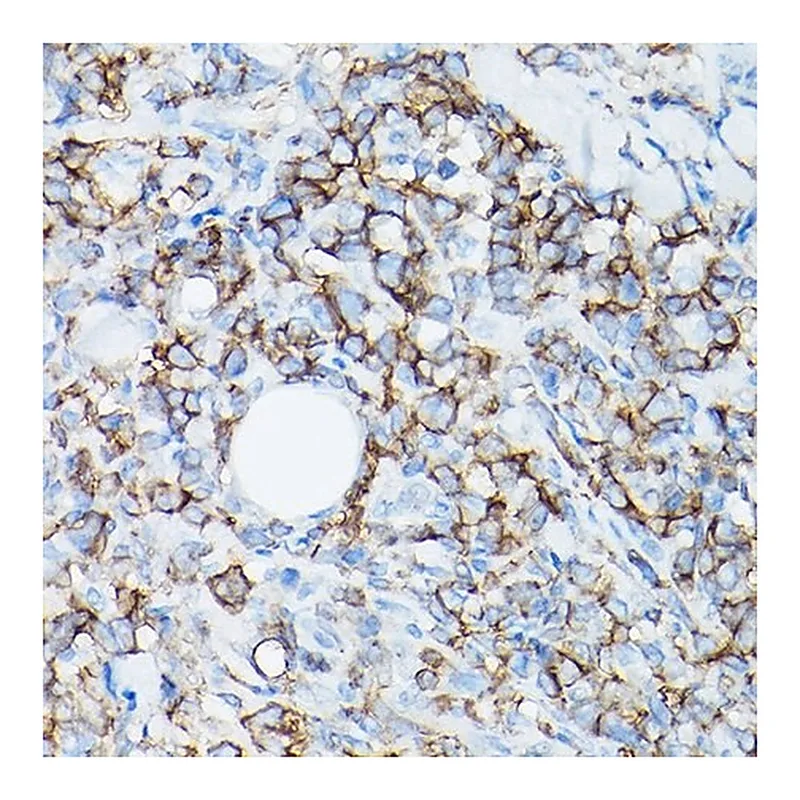 Merck Anti-CD8A antibody produced in rabbit
