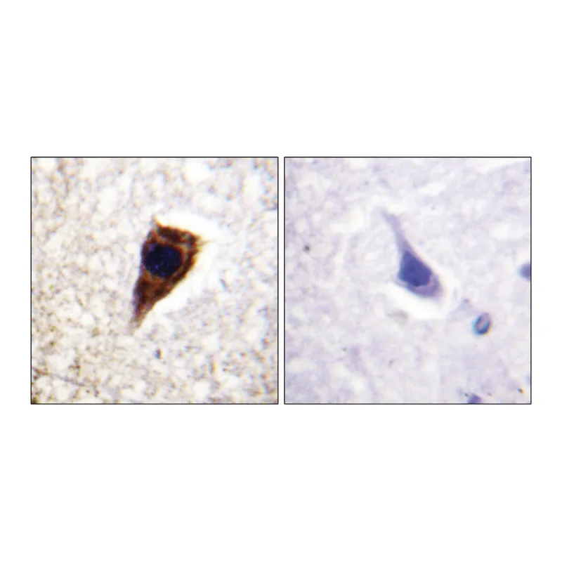 Merck Anti-Connexin 43 antibody produced in rabbit